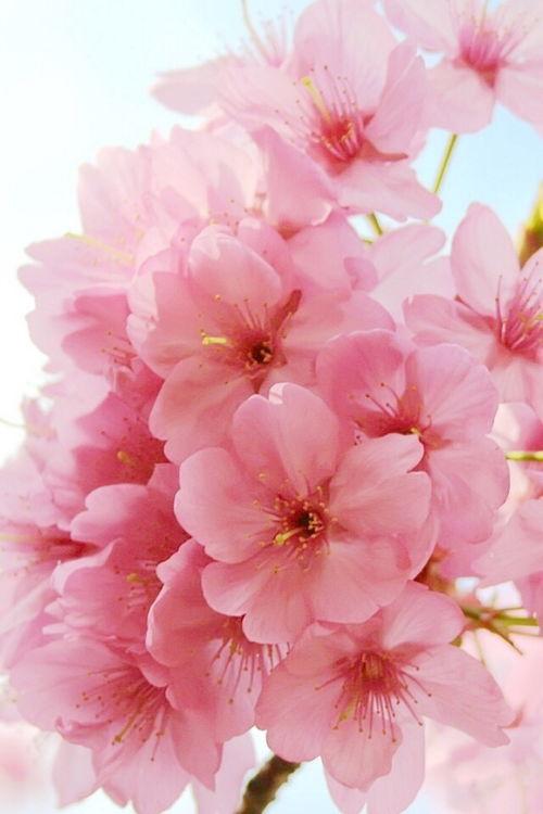 桃花再赴人间事,再赴人间事